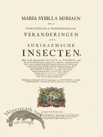 Merian Metamorphosis 74